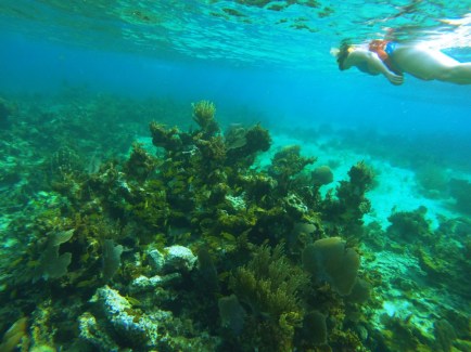 Coral reef, Negril Jamaica