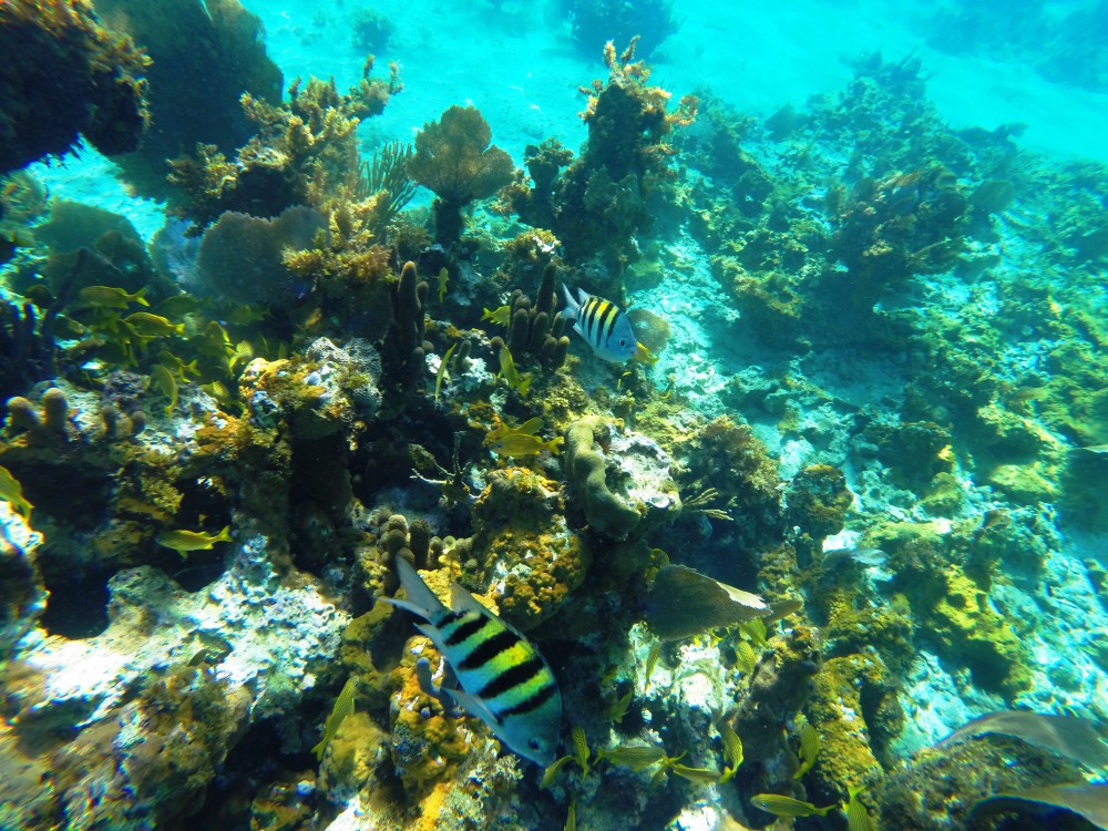 Swimming Negril’s coral reefs