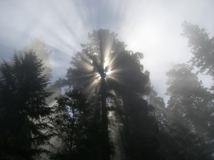 Redwoods and Sun