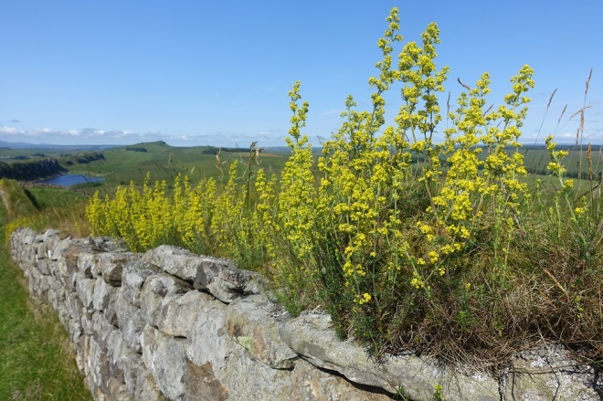 Vegetation growing on Hadrian's Wall